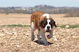 SAINT BERNARD 096